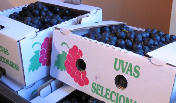 Associação de Produtores de Uva de Palmeira realiza reunião na sexta-feira