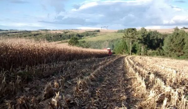 Agropecuária palmeirense destaca-se na região