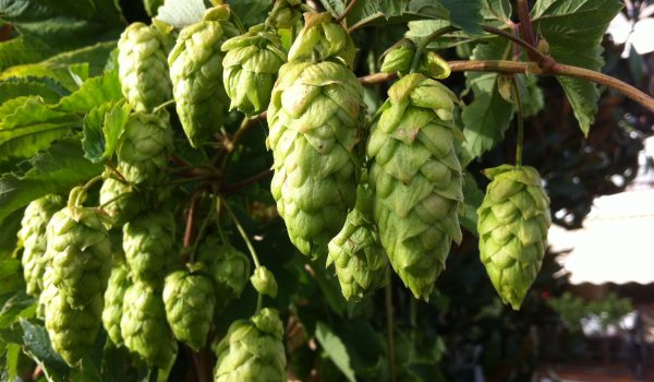 VPA realiza 1° Dia de Campo sobre cultivo de lúpulo no Brasil neste sábado (06)