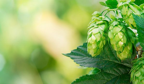 VPA promove 1° Dia de Campo de Cultivo de Lúpulo no Brasil e Festival da Primavera neste mês