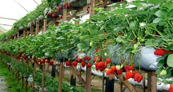 Secretaria de Agricultura em parceria com Sindicato dos Trabalhadores Rurais oferta mudas de morango para venda