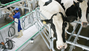 Valor da produção pecuária de origem animal de Palmeira cresce 249% em 17 anos