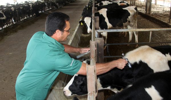 Iniciada Campanha de Vacinação contra a Febre Aftosa no Paraná