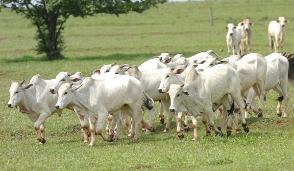 Paraná busca receber status de Livre de Aftosa sem vacinação