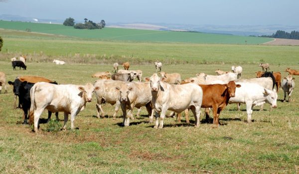 Adapar prorroga prazo para cadastro de animais