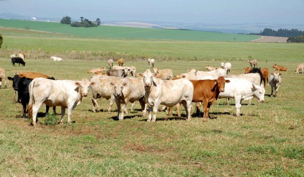 Novas regras para o trânsito de animais passam a vigorar no Paraná