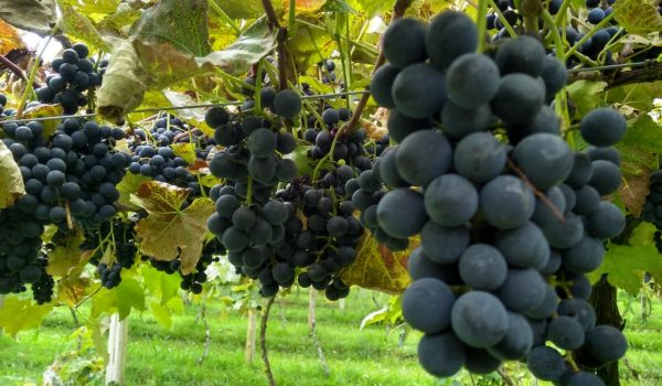 Secretaria de Agricultura entrega mais de três mil mudas de uva à viticultores de Palmeira